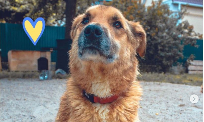 Саперы спасли заминированную рашистами собаку. Подробности жуткой истории (ФОТО) 1