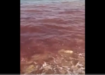 Природа намекает? В рф вода в Черном море стала красной (ВИДЕО)