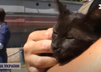 Врятованого на Зміїному кота назвали Змієм. Тепер у нього безпечний дім (ВІДЕО)
