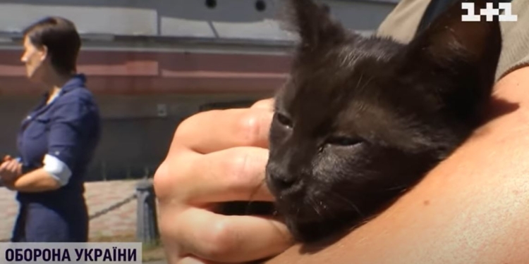 Врятованого на Зміїному кота назвали Змієм. Тепер у нього безпечний дім (ВІДЕО)