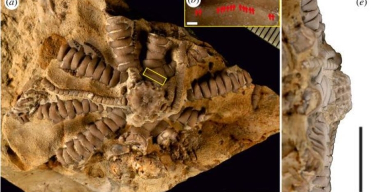Палеонтологи назвали представника голкошкірих юрського періоду на честь Зеленського (ФОТО)