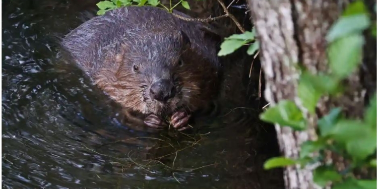 Бути бобру. Бобри отримають в Англії правовий захист