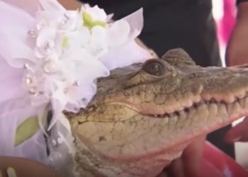 Ради блага избирателей: в Мексике мэр рыбацкой деревни женился на аллигаторе (ВИДЕО)
