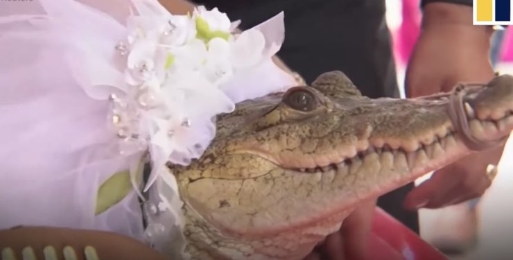 Ради блага избирателей: в Мексике мэр рыбацкой деревни женился на аллигаторе (ВИДЕО)
