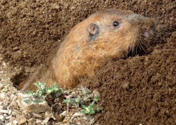 Эволюция. Найдены грызуны, которые выращивают себе еду