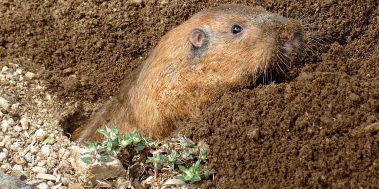 Эволюция. Найдены грызуны, которые выращивают себе еду