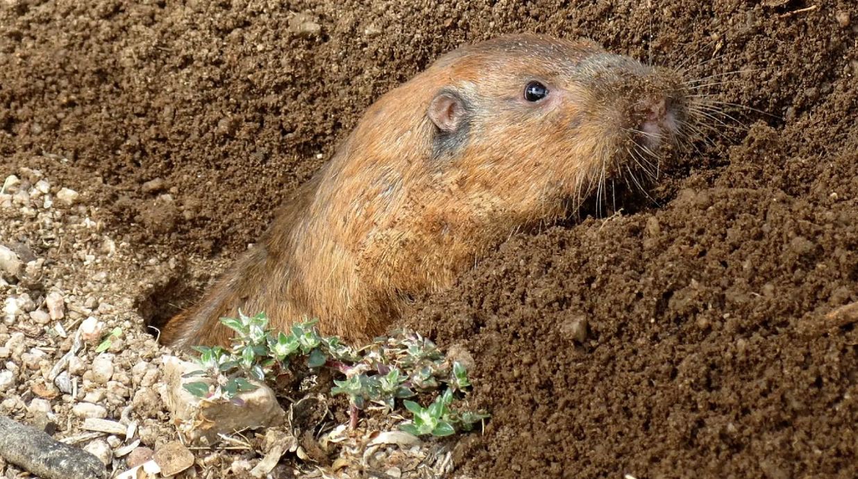 Эволюция. Найдены грызуны, которые выращивают себе еду