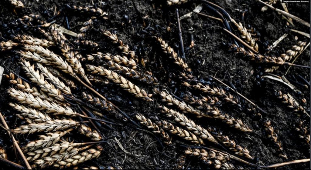 Сирія цього року у 20 разів збільшила імпорт пшениці з окупованого рф Криму 1
