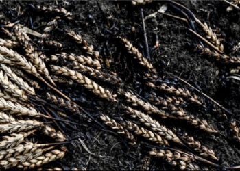 Спалювання і знищення пшениці та інших полів в Україні – огидна тактика рф, – Держдеп США