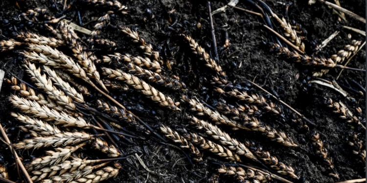 Спалювання і знищення пшениці та інших полів в Україні – огидна тактика рф, – Держдеп США