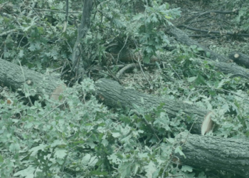 Миколаївська прокуратура оскаржила в суді надання в оренду під сільгоспвиробництво 10 га лісу на Кривоозерщині