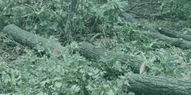 Миколаївська прокуратура оскаржила в суді надання в оренду під сільгоспвиробництво 10 га лісу на Кривоозерщині
