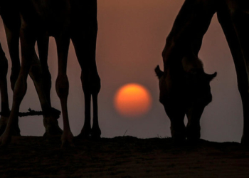 Оленье, грозовое и сенное суперлуние. Спешите видеть, кто вчера проспал (ФОТО)