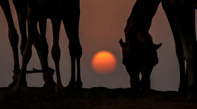 Оленье, грозовое и сенное суперлуние. Спешите видеть, кто вчера проспал (ФОТО)