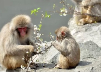 В Японії – конфлікт людей та макак, вже багато травмованих