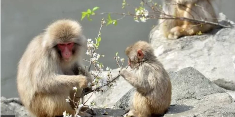 В Японії – конфлікт людей та макак, вже багато травмованих