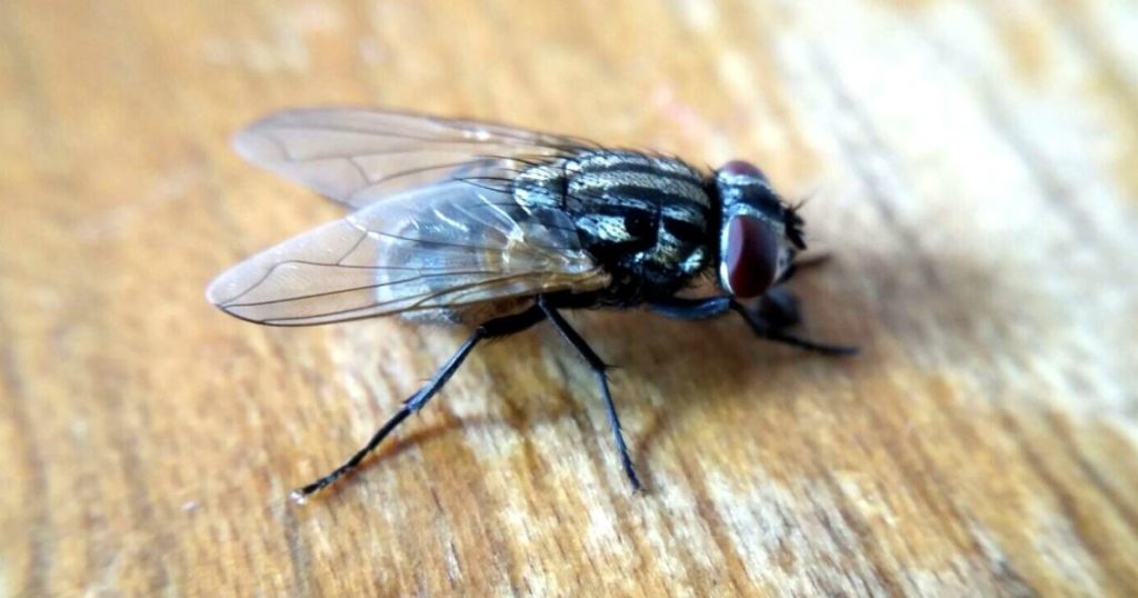 Набридливі і кусючі. Як боротися з мухами, мошками і комарами без хімії 1