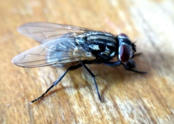 Как самому сделать спрей от мух и не отравиться