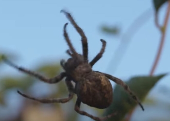 Некроботи. З мертвих павуків зробили захвати для роботів (ВІДЕО)