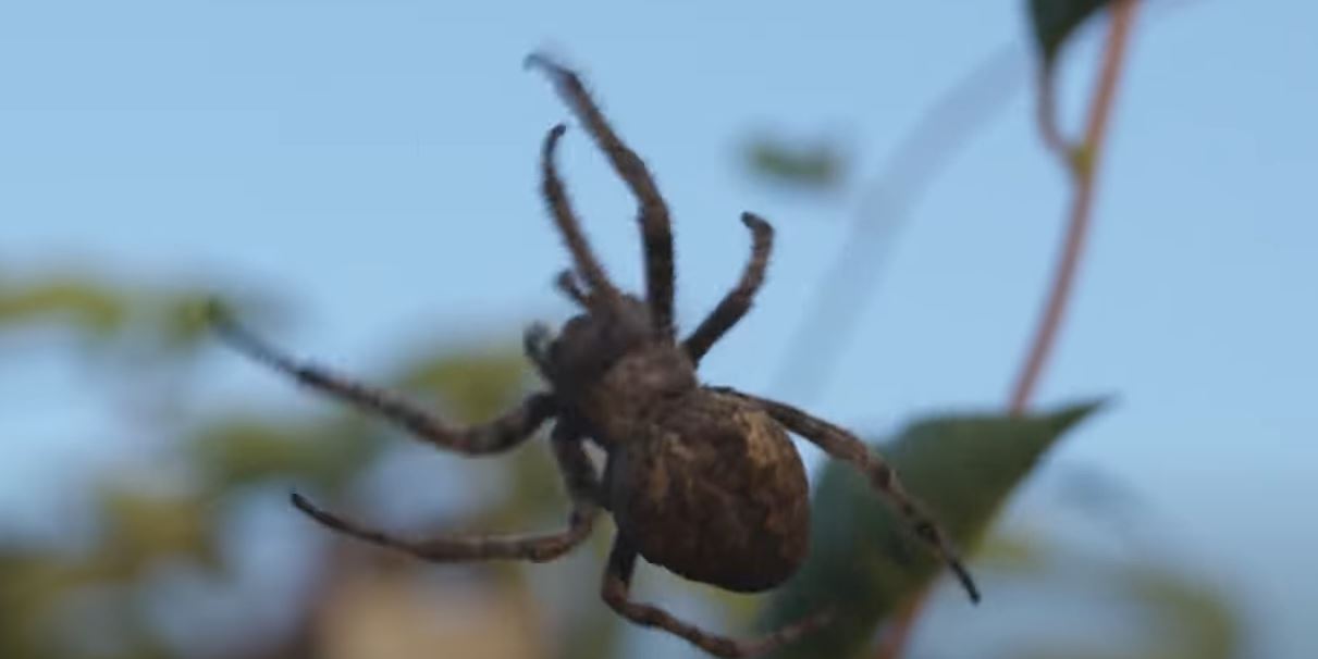 Некроботи. З мертвих павуків зробили захвати для роботів (ВІДЕО)