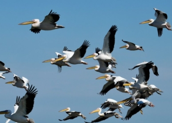 На Тилигулі зафіксували величезну зграю рожевих пеликанів (ФОТО)