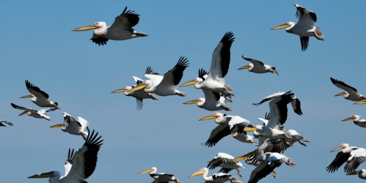 На Тилигулі зафіксували величезну зграю рожевих пеликанів (ФОТО)