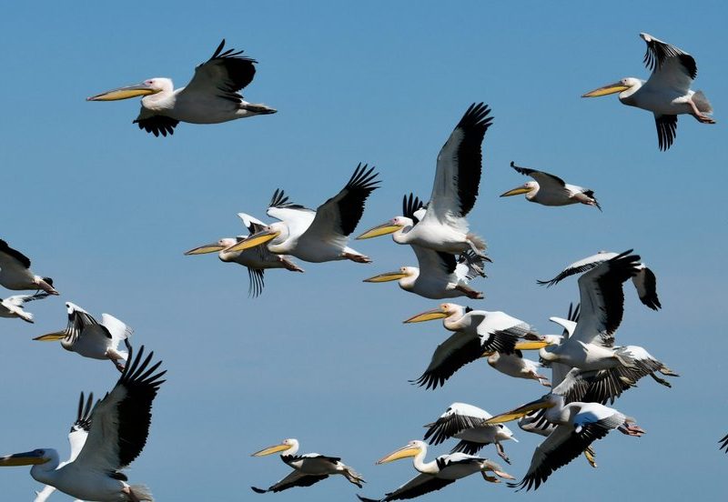На Тилигулі зафіксували величезну зграю рожевих пеликанів (ФОТО)