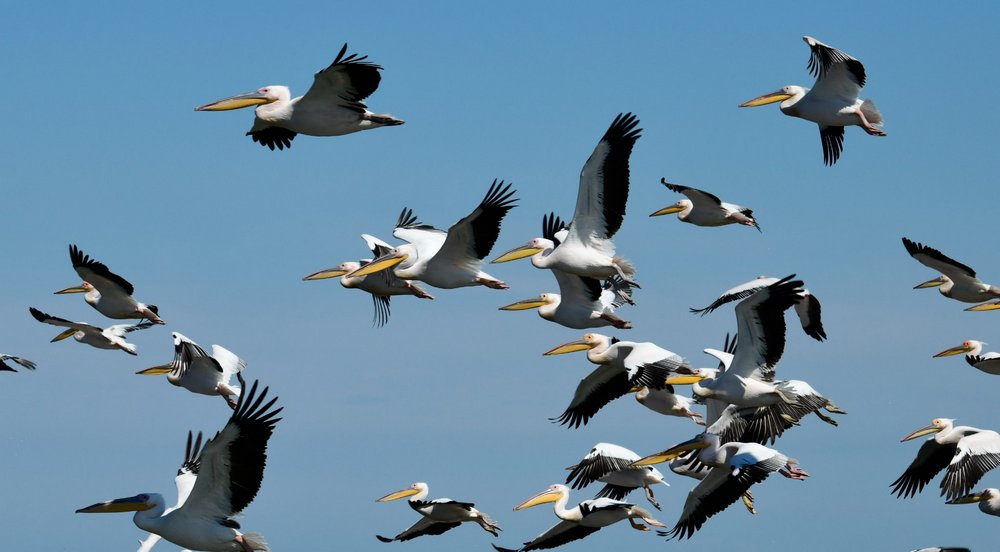 На Тилигулі зафіксували величезну зграю рожевих пеликанів (ФОТО) 5