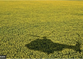 “Ми втратили все, що заробили важкою працею”. Як, звідки і куди росія вивозить з України соняшник