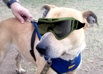 Знайомтесь – Джек: у миколаївській бригаді тероборони служить пес (ФОТО)