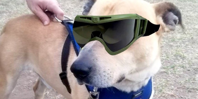 Знайомтесь – Джек: у миколаївській бригаді тероборони служить пес (ФОТО)