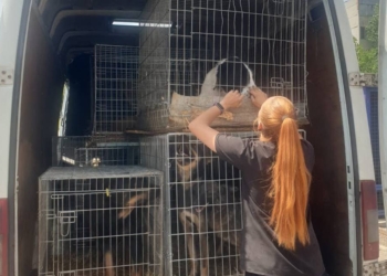 З миколаївського КП «Центр захисту тварин» евакуйовано 83 чотирилапих (ФОТО)