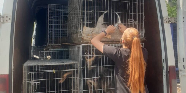 З миколаївського КП «Центр захисту тварин» евакуйовано 83 чотирилапих (ФОТО)