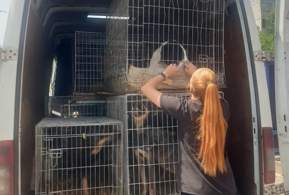 З миколаївського КП «Центр захисту тварин» евакуйовано 83 чотирилапих (ФОТО) 28