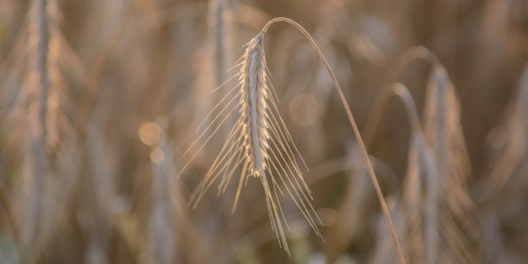 Миколаївщина вже зібрала більше 1 млн.тонн зерна