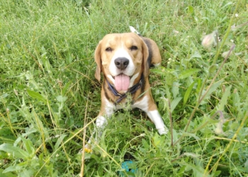 Майже 4 тисячі біглів врятували в США з заводу, який вирощував собак для експериментів з наркотиками