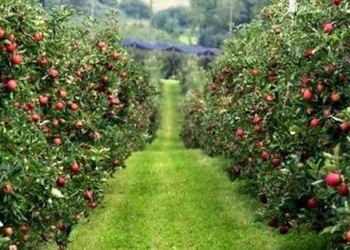 Мінагрополітики погодило перші чотири гранти на розвиток садівництва майже на 17 млн грн. Де будуть нові сади