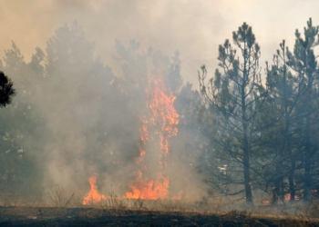 На Миколаївщині спалахнув ліс – гасять пожежники з лісниками
