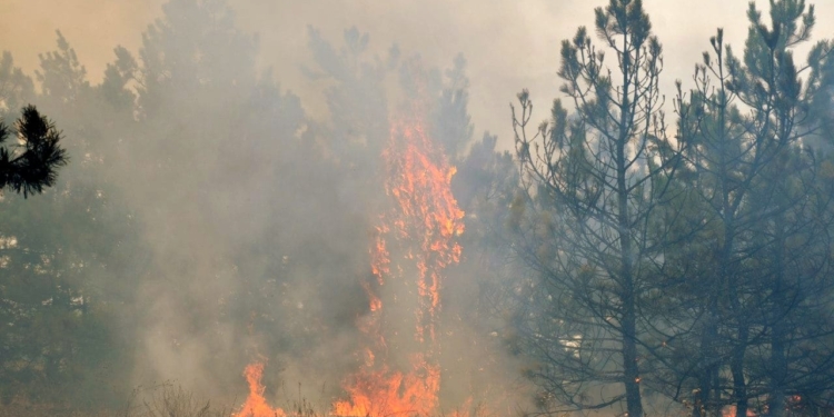 На Миколаївщині спалахнув ліс – гасять пожежники з лісниками