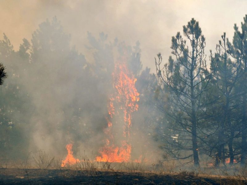 На Миколаївщині спалахнув ліс – гасять пожежники з лісниками