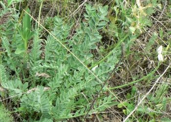 Надзвичайно рідкісний вид – астрагал висунський – під загрозою знищення на Миколаївщині через російські обстріли