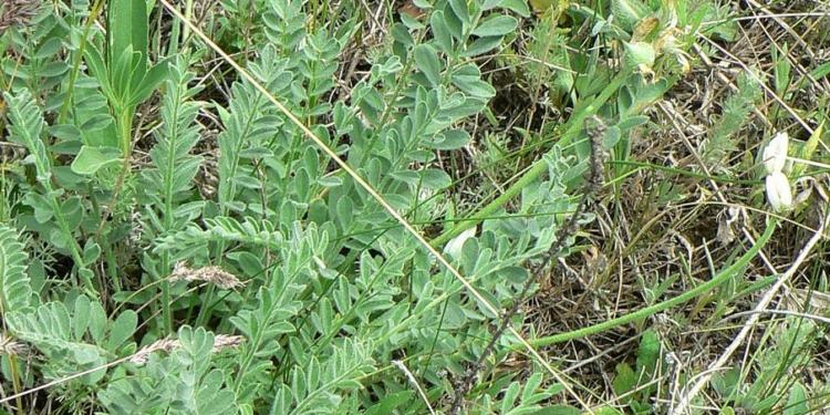 Надзвичайно рідкісний вид – астрагал висунський – під загрозою знищення на Миколаївщині через російські обстріли