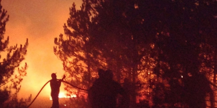 На Миколаївщині за добу з 19 пожеж дві були через обстріли. Пожежні рятували свиней на фермі та гасили лісові пожежі (ФОТО, ВІДЕО)