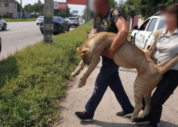 На Харківщині п’ять годин ловили левицю, яка гуляла між дачами