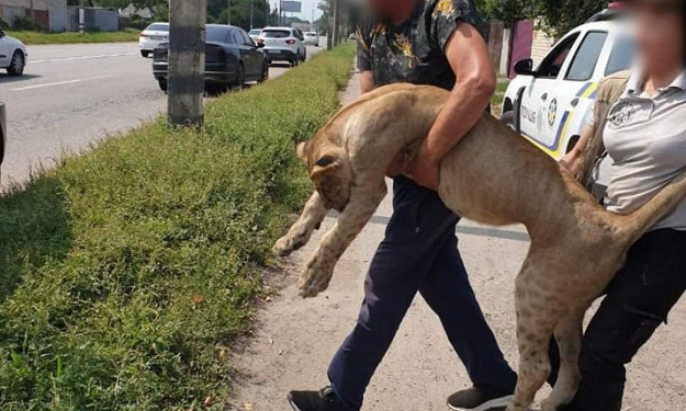 На Харківщині п’ять годин ловили левицю, яка гуляла між дачами