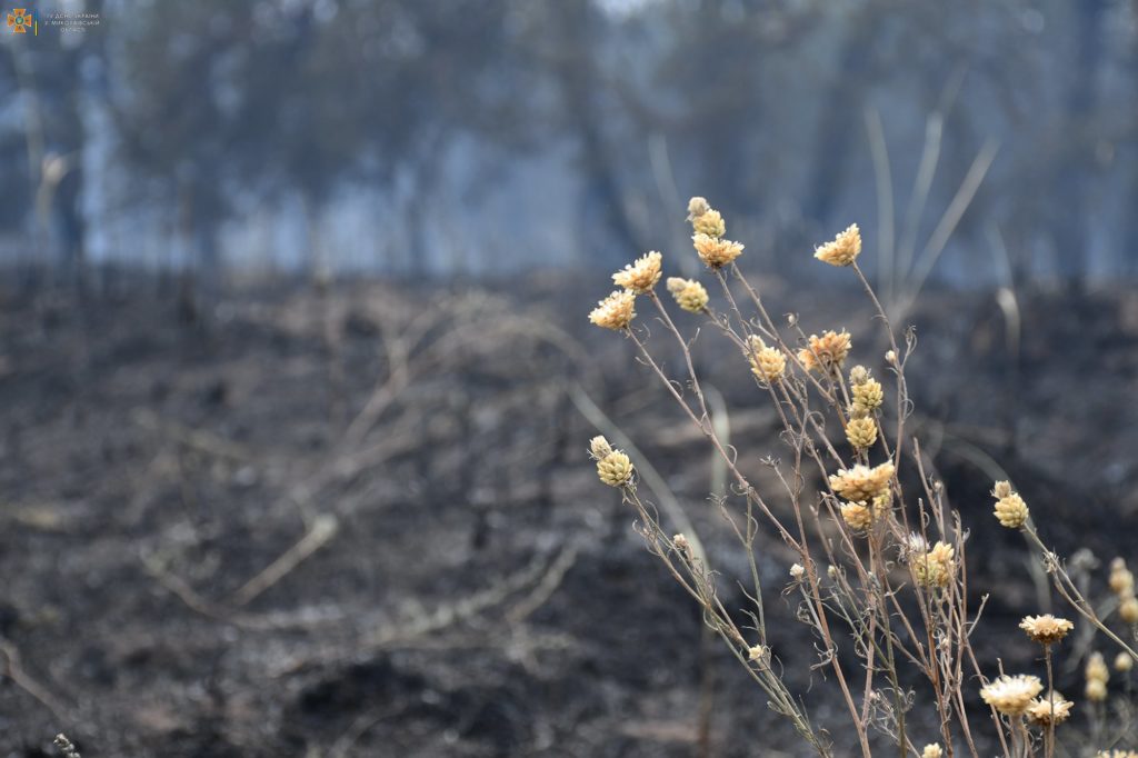 Сьогодні на Миколаївщині двічі горів ліс через російські обстріли - у Балабанівському лісовому урочищі (ФОТО, ВІДЕО) 26