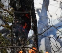 Сьогодні на Миколаївщині двічі горів ліс через російські обстріли – у Балабанівському лісовому урочищі (ФОТО, ВІДЕО)