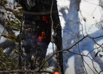 Сьогодні на Миколаївщині двічі горів ліс через російські обстріли – у Балабанівському лісовому урочищі (ФОТО, ВІДЕО)