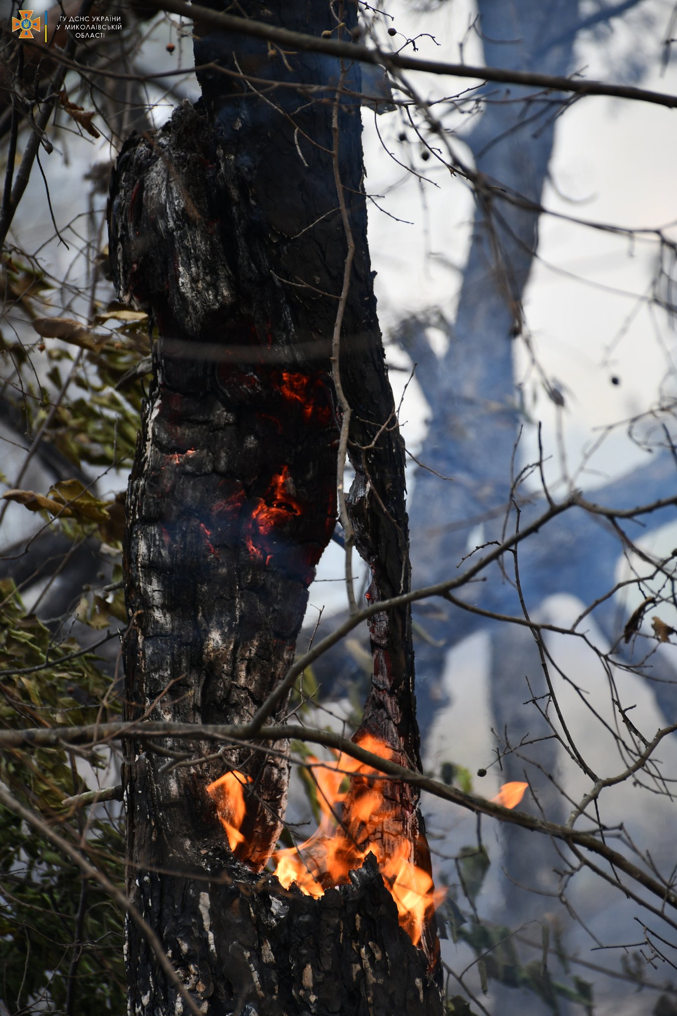 Сьогодні на Миколаївщині двічі горів ліс через російські обстріли - у Балабанівському лісовому урочищі (ФОТО, ВІДЕО) 3