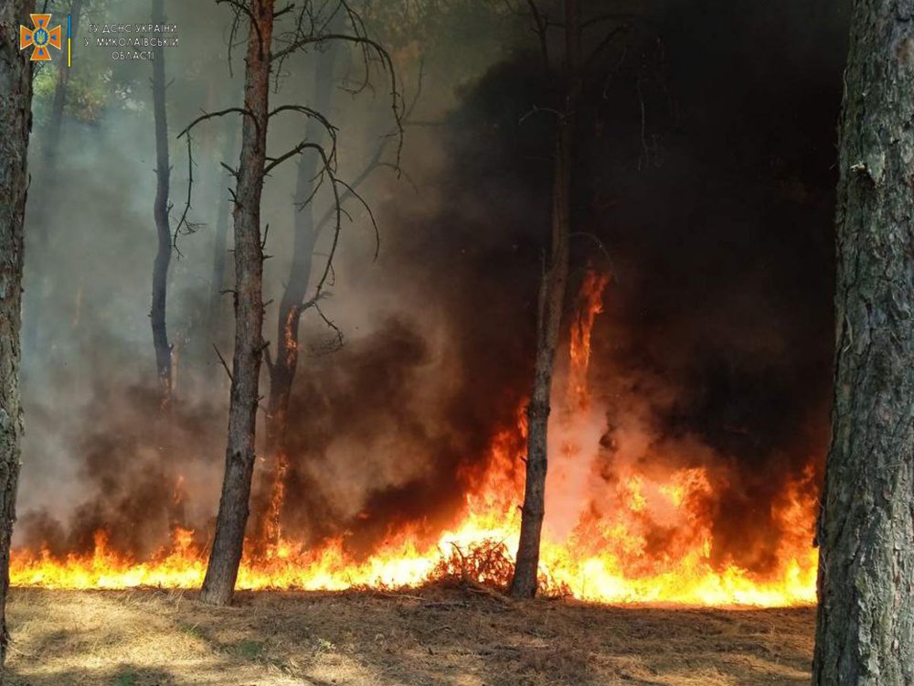 На Миколаївщині за добу з 19 пожеж дві були через обстріли. Пожежні рятували свиней на фермі та гасили лісові пожежі (ФОТО, ВІДЕО) 4